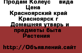 Продам Колеус( 4 вида) › Цена ­ 350 - Красноярский край, Красноярск г. Домашняя утварь и предметы быта » Растения   